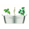 Zinc tub with 3 herbs seeds in matt-silverF copia